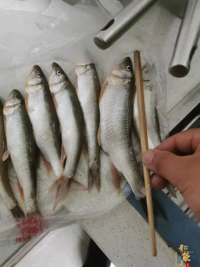 转文:路亚是个传说,路亚是种精神!