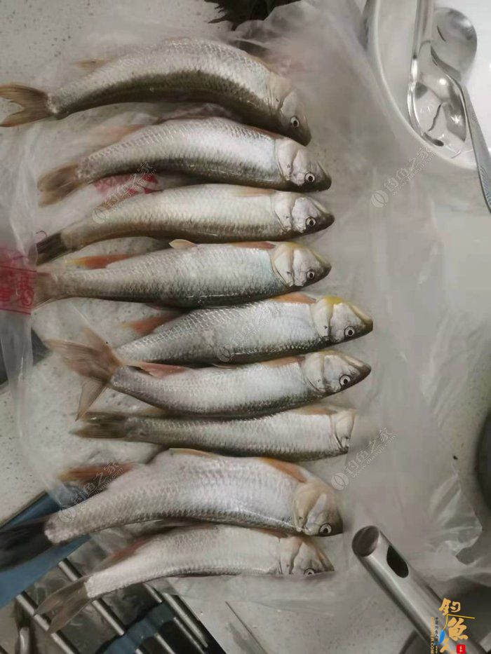 转文:路亚是个传说,路亚是种精神!