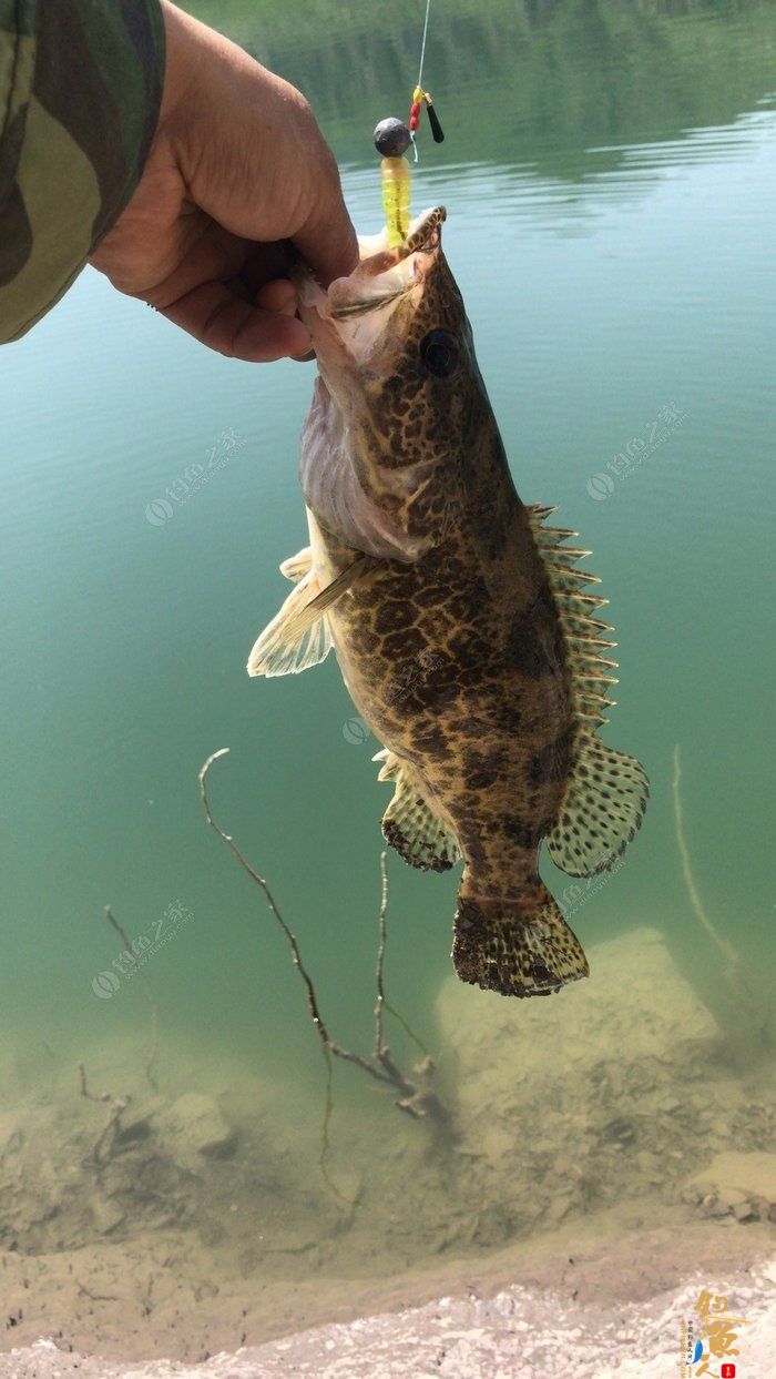 转文:路亚是个传说,路亚是种精神!