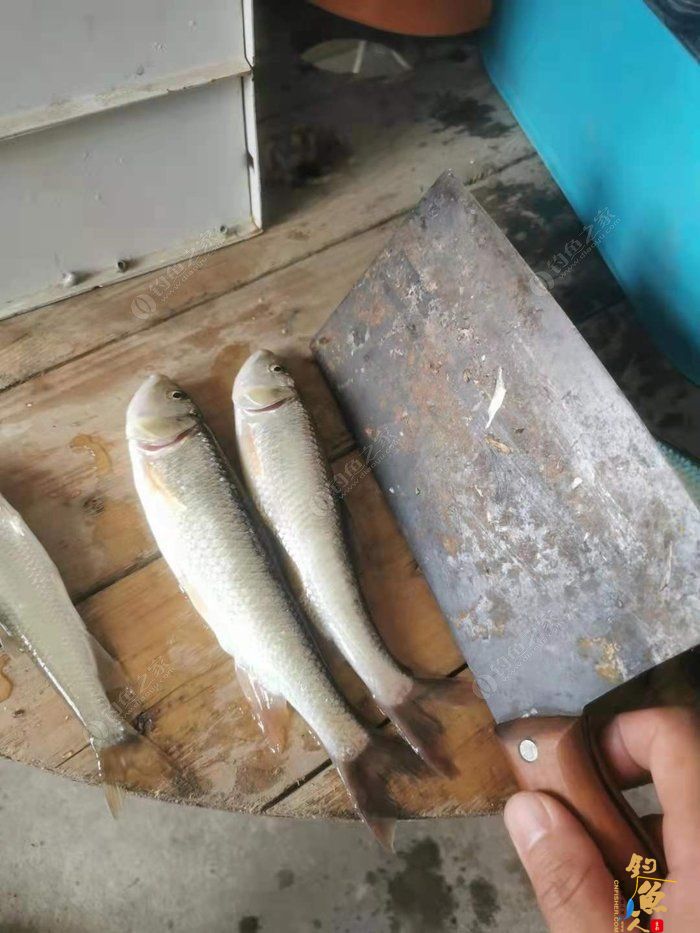 转文:路亚是个传说,路亚是种精神!