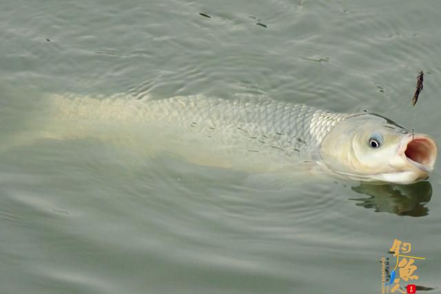 号称能自动找底的子线跑铅钓法，到底有哪些优点