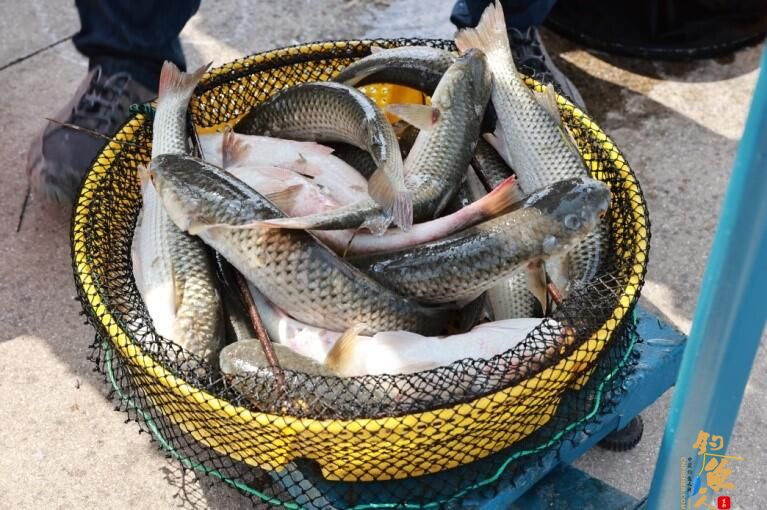 浙江省钓鱼协会举办2023中国（临海）休闲垂钓大赛活动