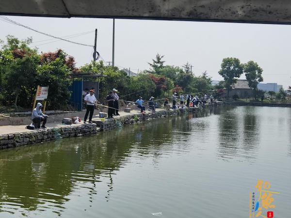 口岸杯钓鱼邀请赛火热开杆,80多名钓鱼爱好者齐聚一“塘”
