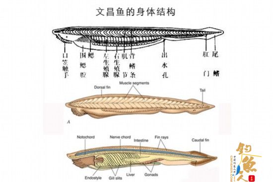 文昌鱼横切结构图手绘图片