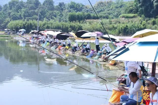 宜宾江安举办全国钓鱼邀请赛:260余名垂钓高手同“塘”竞技,冠军获2万元奖金