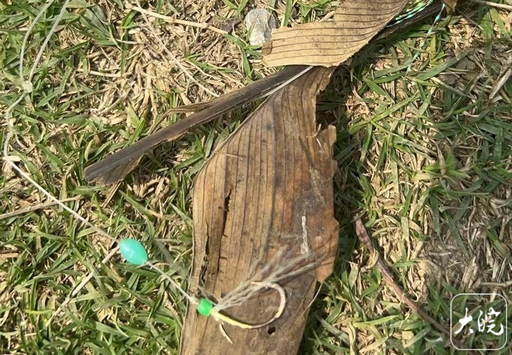 ﻿一只小䴙䴘在合肥翡翠湖被鱼钩鱼线缠绕 热心市民将其救下