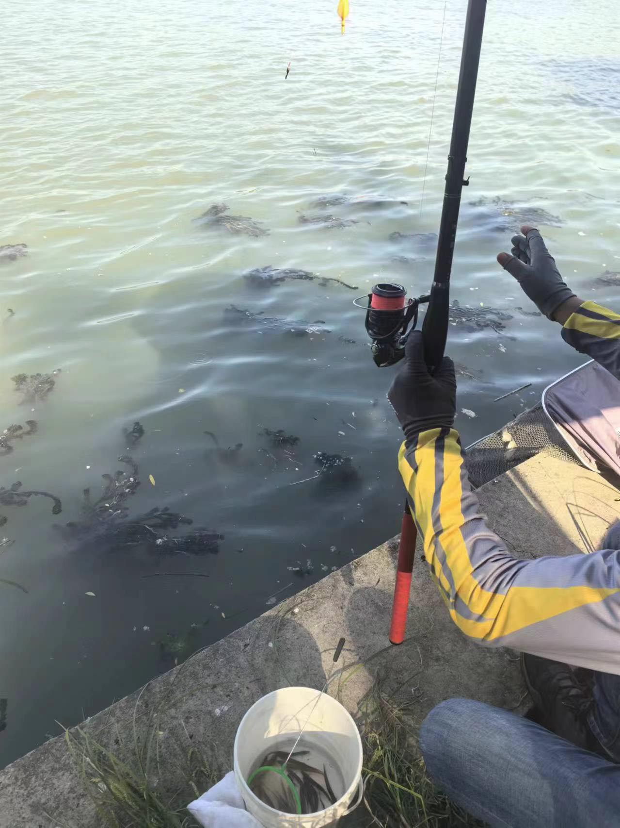 利用泥鳅钓鱼，这种破坏水生态钓鱼方式要不得