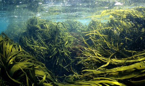 柏林滤法 又名 柏林养鱼法