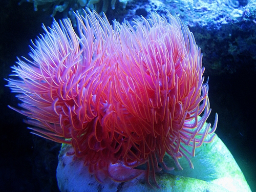 红鳃泥虫(red-gilled mud worm)