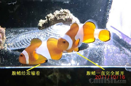 怎样养好小丑鱼-系列三 小丑鱼的挑选