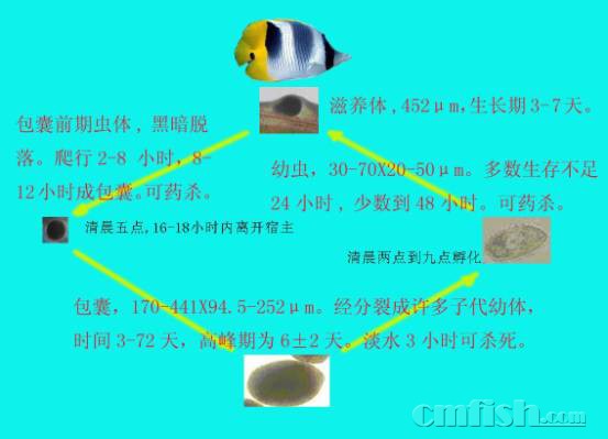 海水小白点虫的相关知识-小白点的发病特点,判断和相关知识