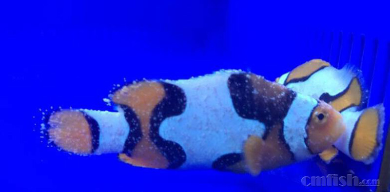 海水小白点虫的相关知识-小白点的发病特点,判断和相关知识