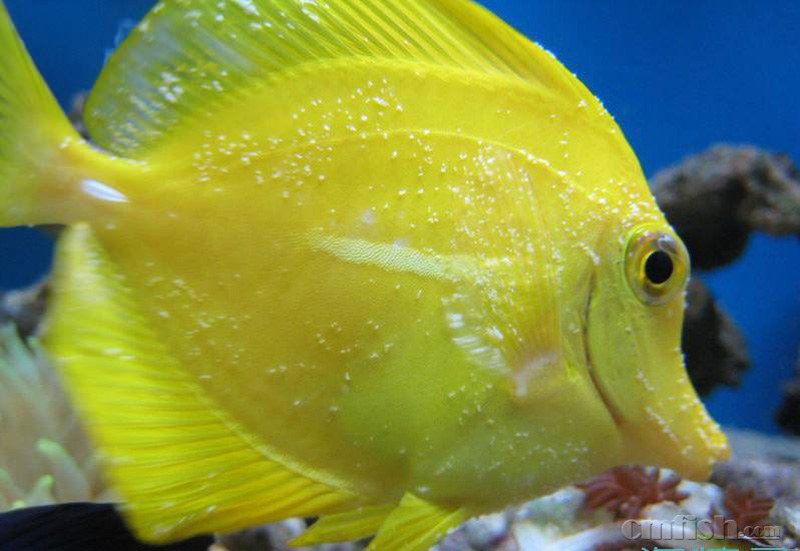 海水小白点虫的相关知识-小白点的发病特点,判断和相关知识