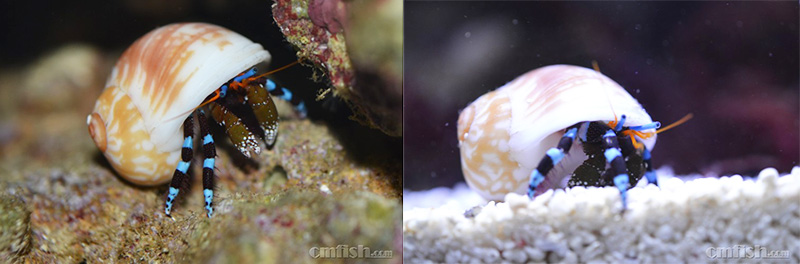 环指硬壳寄居蟹/秀丽硬指寄居蟹 俗名:蓝脚