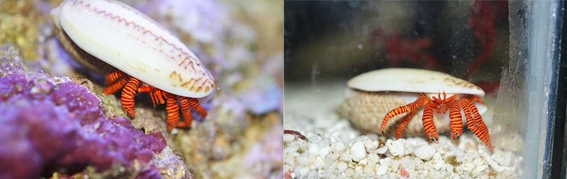 沟纹纤毛寄居蟹/沟纹毛足寄居蟹 俗名:红纹、红斑马