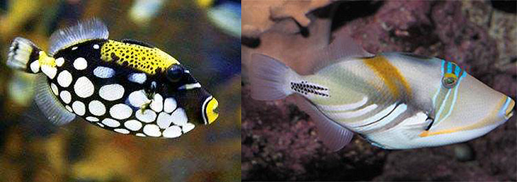 【余溪教程】炮弹总论-炮弹习性详解:珊瑚缸能不能养?