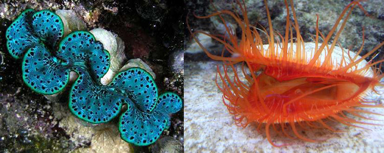 炮弹习性详解 - 食性-贝