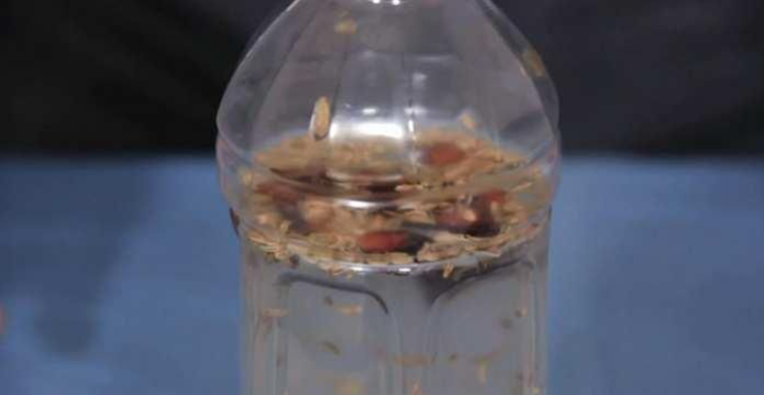 自制小药,茴香八角酒,钓鲫鲤效果奇好