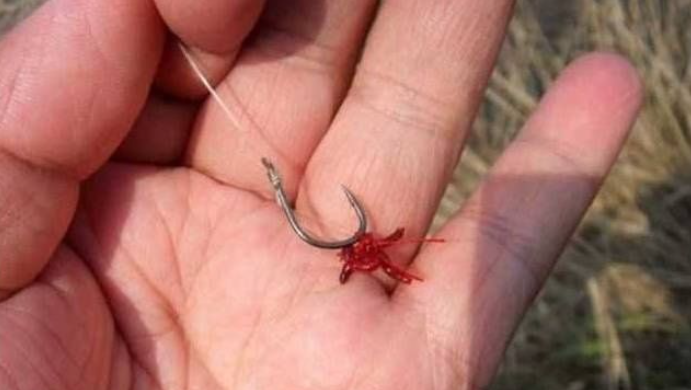 到了该用红虫钓鱼的季节,这几条谣言请你务必看清楚