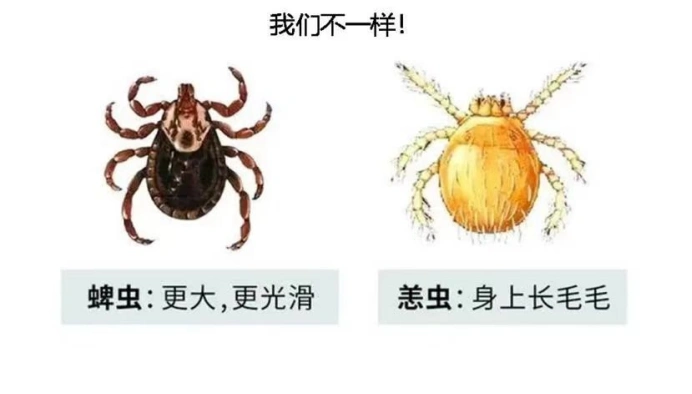恙虫病是由恙虫病东方体引起的一种急性自然疫源性疾病，通过恙螨幼虫叮咬传播，仅与恙虫病患者密切接触不会感染此病