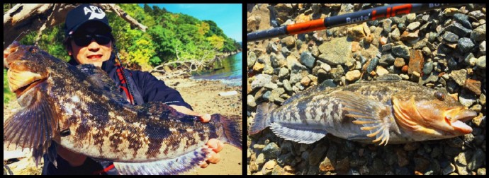 大根鱼应对 APIA Brute hr 根钓竿