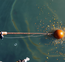 夏季野钓鲤鱼全攻略：掌握这几点，告别空军尴尬，渔获翻倍