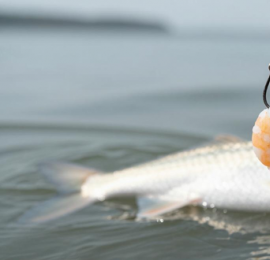 海钓白鲢怎么钓？选点与用饵技巧全解析，提升你的中鱼率