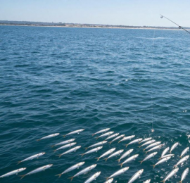 外国海钓技巧：春季鱼群藏哪了？二月底三月初实战经验