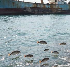 海钓新手必看：学会这3个远海钓技巧，新手也能爆箱